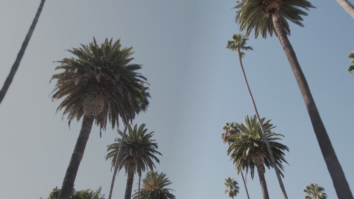 Decorative video. Low-angle drive beneath swaying palm tree tops against a bright blue sky.
