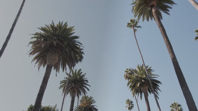 Decorative video. Low-angle drive beneath swaying palm tree tops against a bright blue sky.